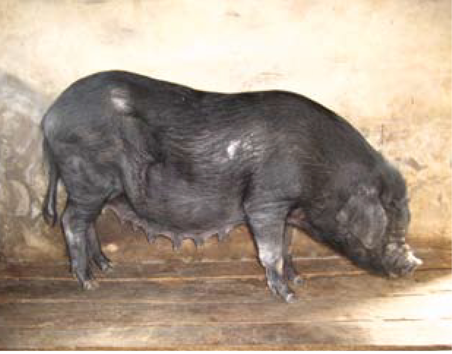 看了这一品种的黑猪两个养殖优势，让你多一个选择 - 知乎