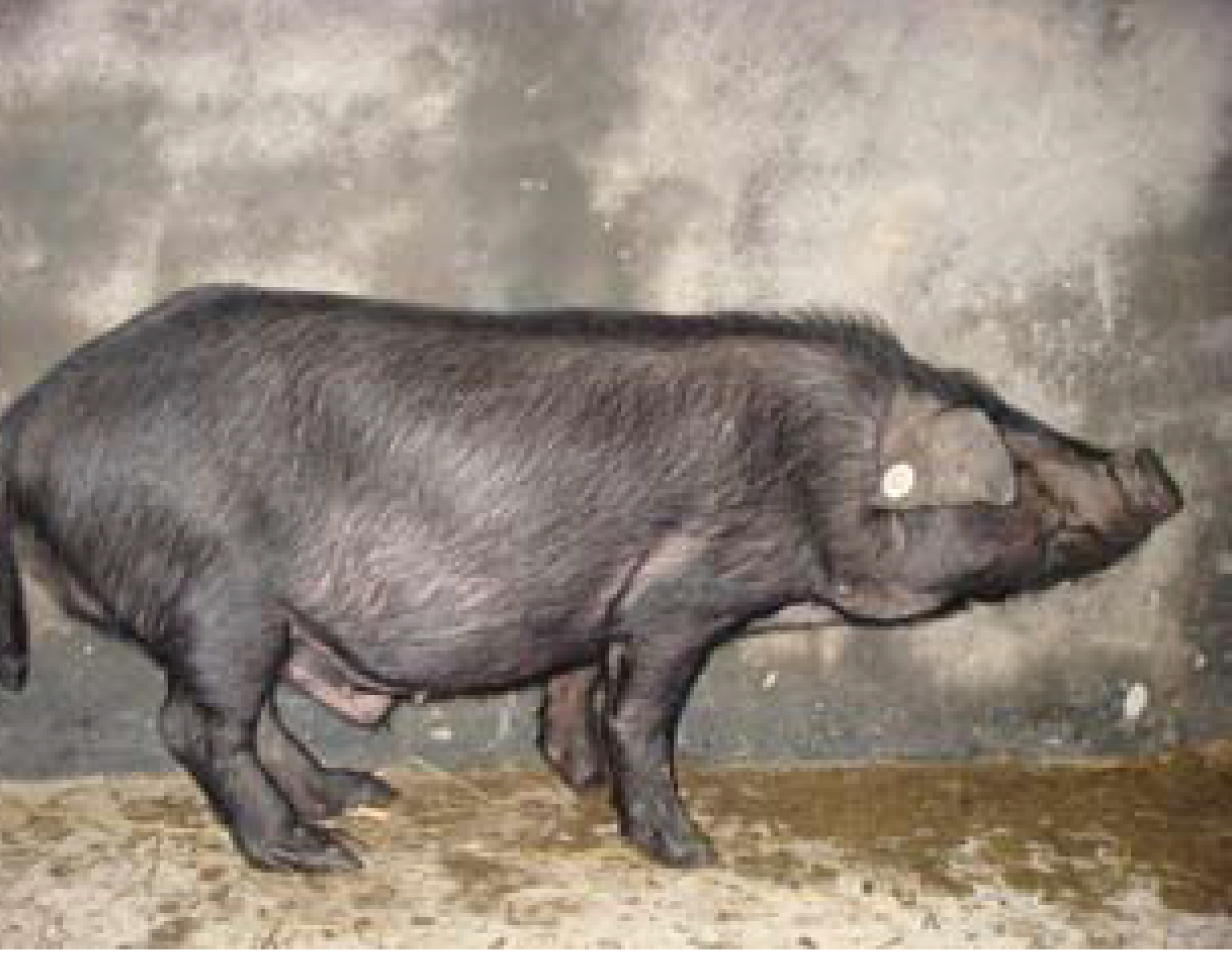 东北民猪、民猪肉-名特食品图谱-图片