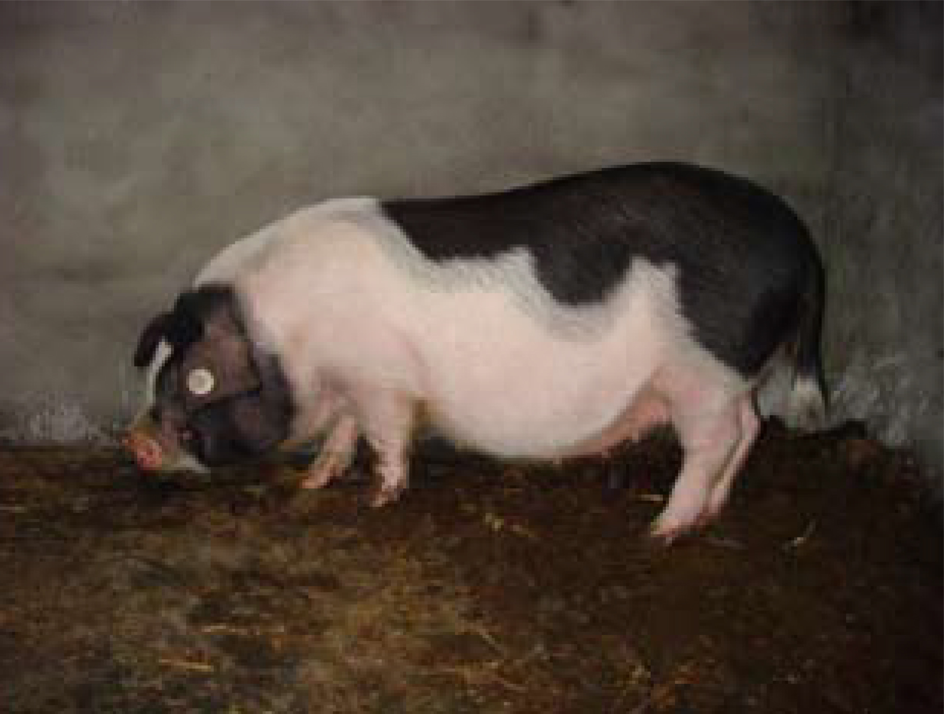 纯种太湖猪特点太湖猪原种猪场图片梅山猪育种中心二花脸母猪养殖场 - 阿里巴巴商友圈